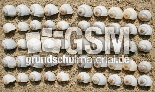 Schneckenhäuser-50.jpg